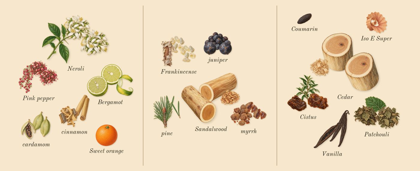 Decision 42’s scent picture, a draft: pink pepper, bergamot, cardamom, neroli, cinnamon, frankincense drawn so far; dashed outlines where nothing is drawn yet