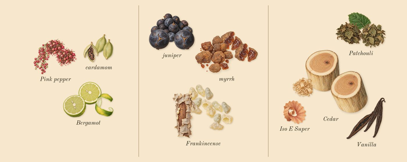 Decision’s scent picture, a draft: pink pepper, bergamot, cardamom, frankincense, juniper, myrrh drawn so far; dashed outlines where nothing is drawn yet