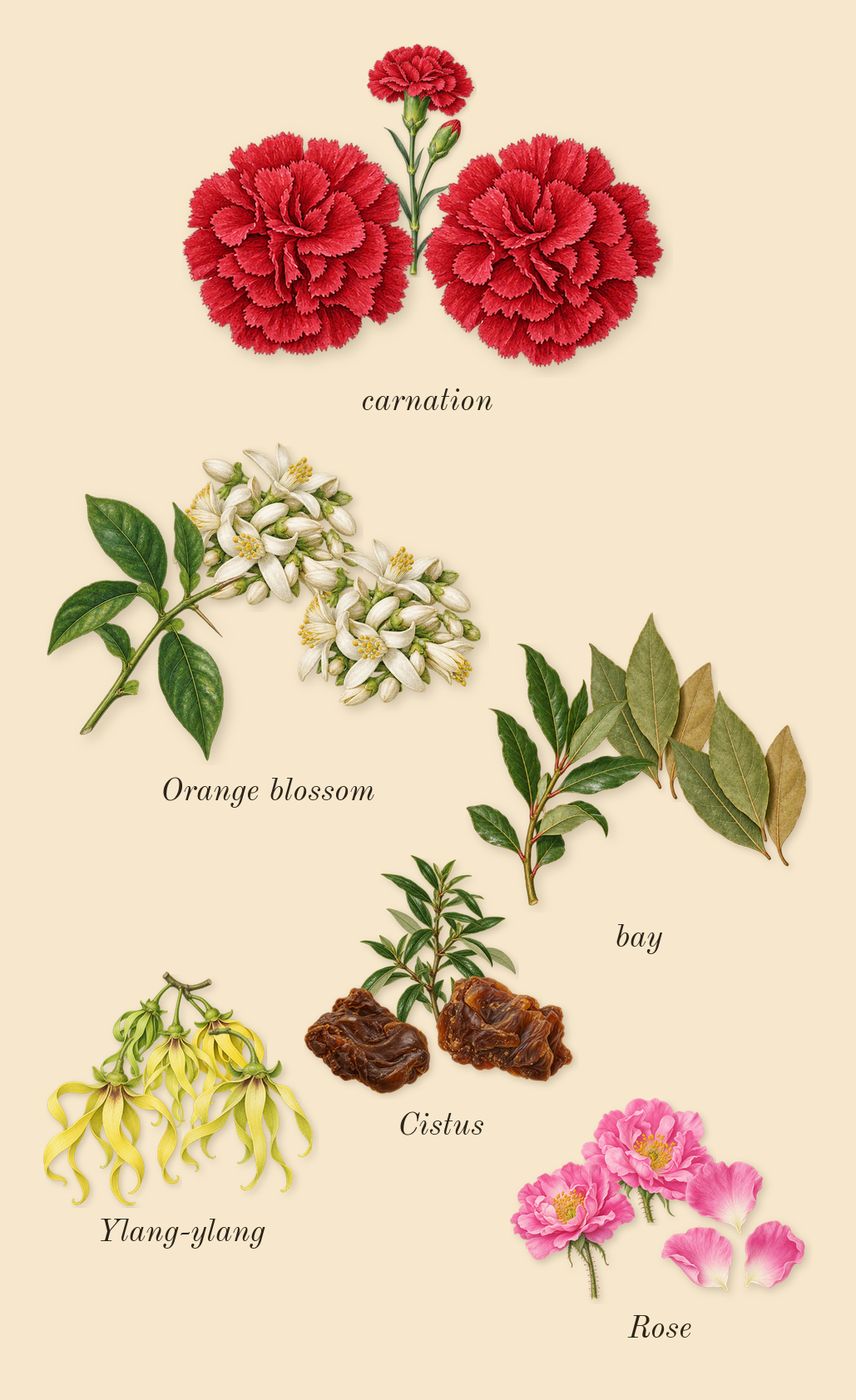 Dia 40 Woman, heart: Rose, Orange blossom, carnation, Ylang-ylang, Cistus, bay