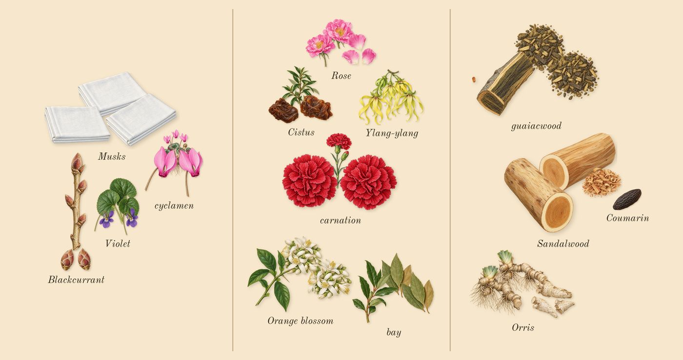 Dia 40 Woman’s scent picture, a draft: cyclamen, musks, blackcurrant, violet, rose, orange blossom drawn so far; dashed outlines where nothing is drawn yet