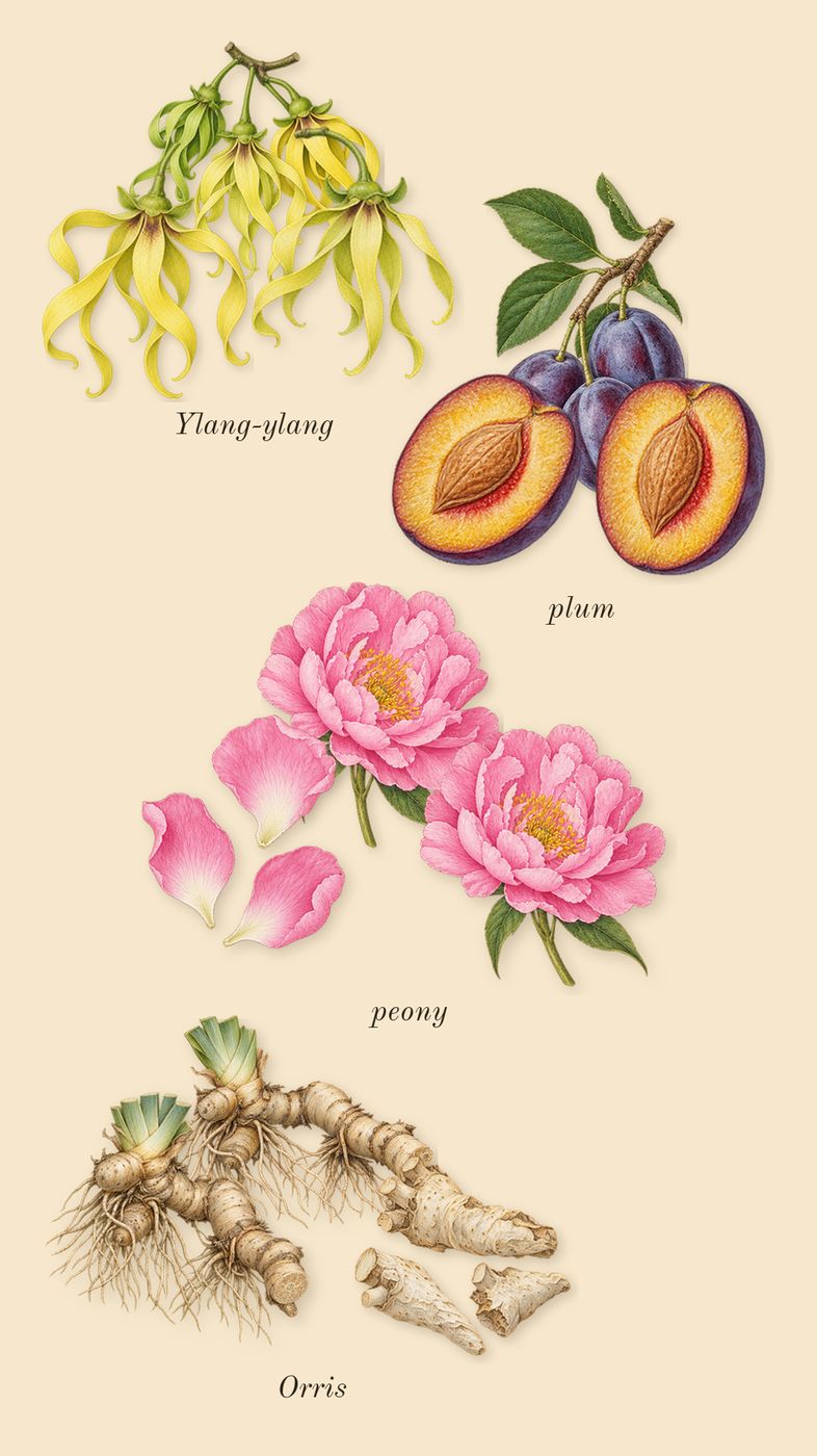 Dia Man, heart: plum, Ylang-ylang, Orris, peony