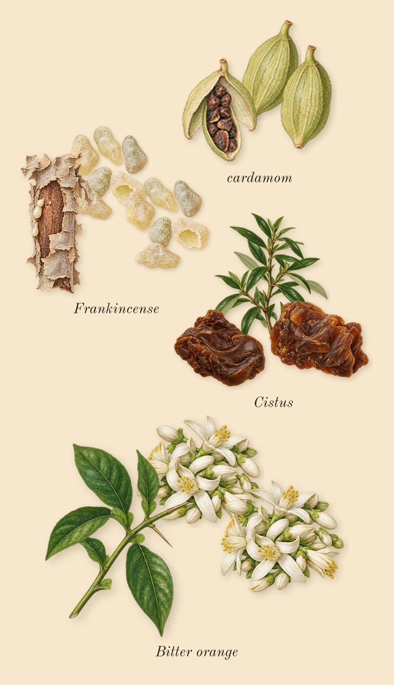 Dia Man, top notes: Bitter orange, cardamom, Frankincense, Cistus
