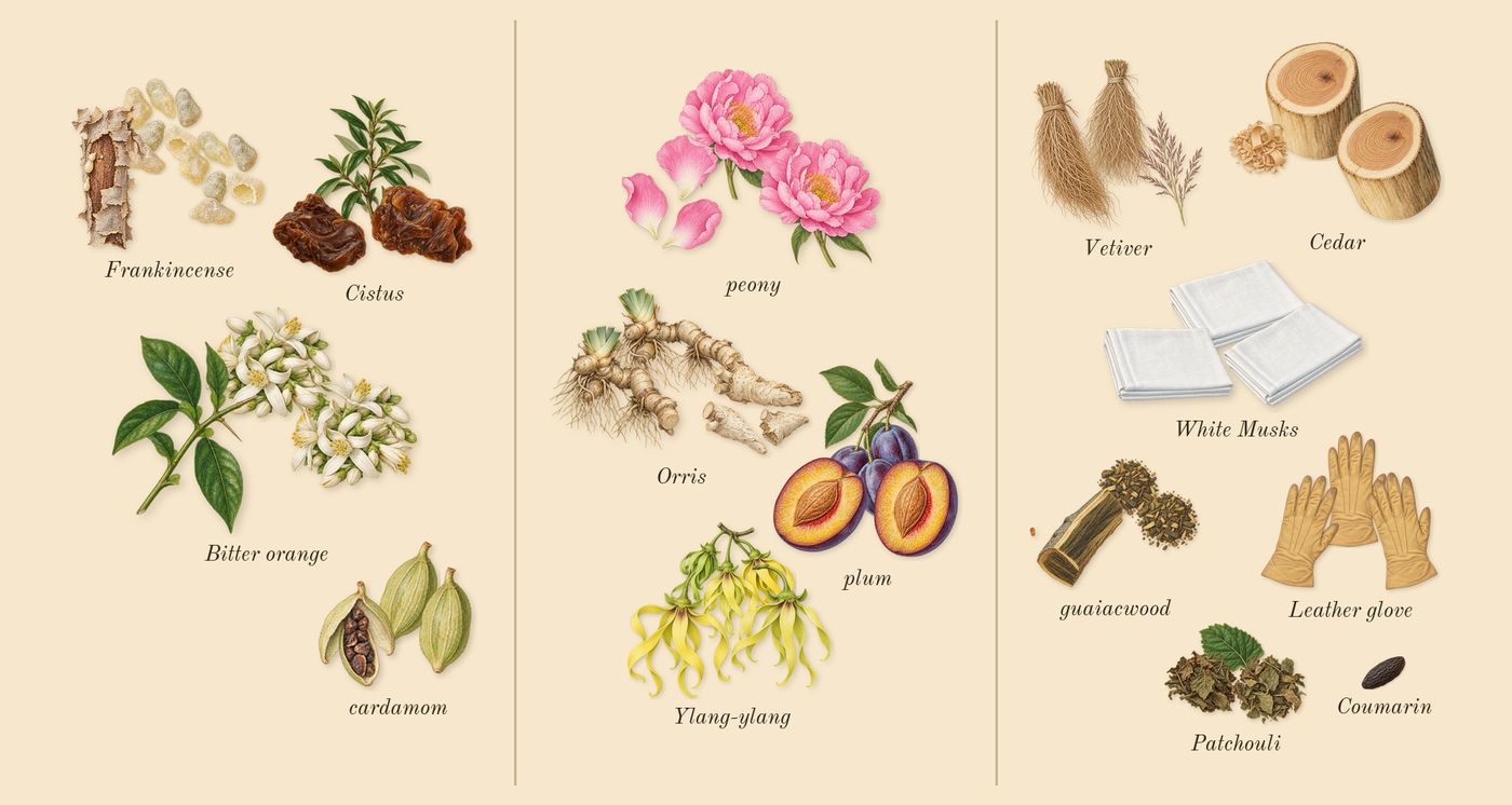 Dia Man’s scent picture, a draft: bitter orange, cardamom, frankincense, cistus, plum, ylang-ylang drawn so far; dashed outlines where nothing is drawn yet