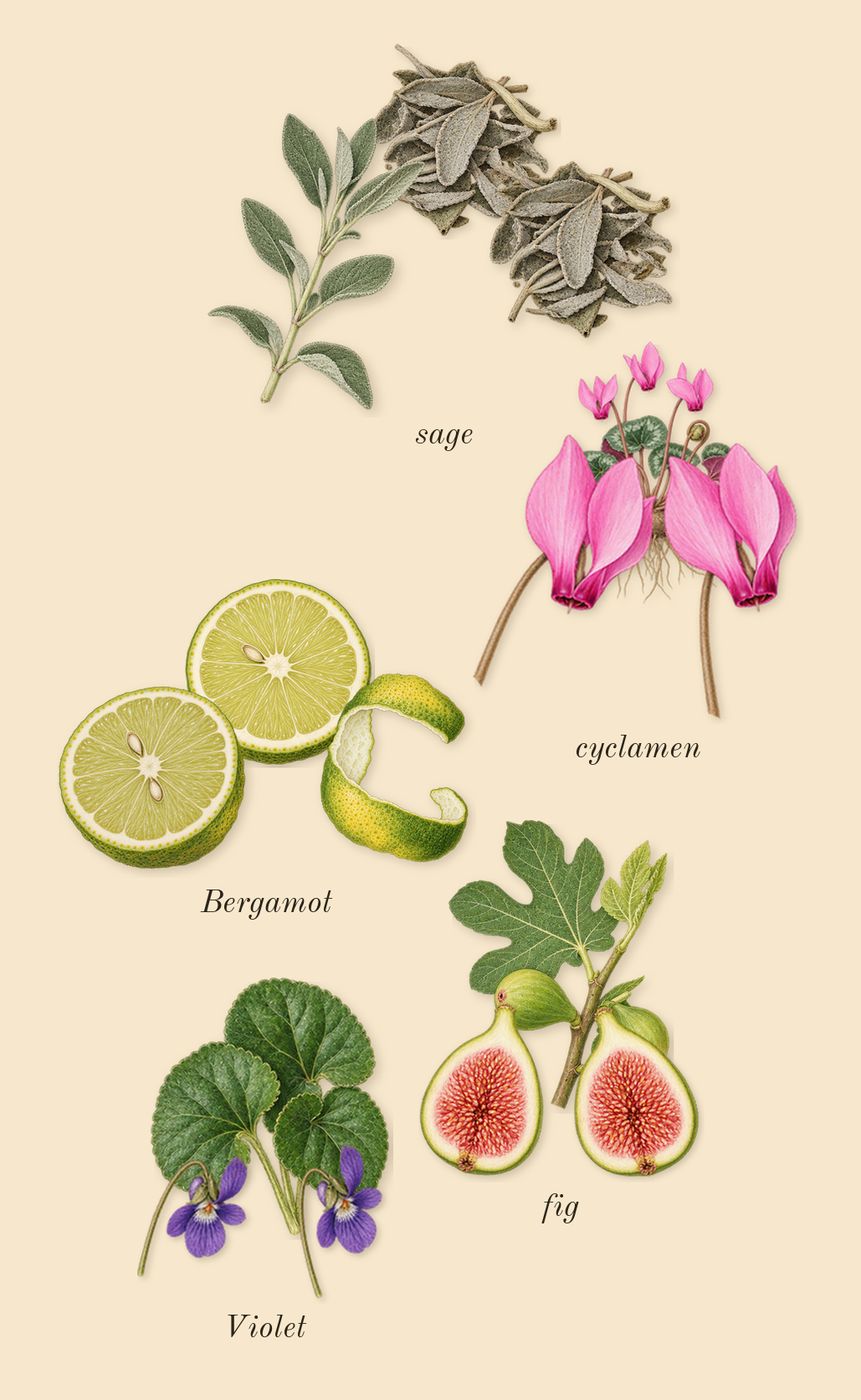 Dia Woman, top notes: fig, cyclamen, Bergamot, sage, Violet