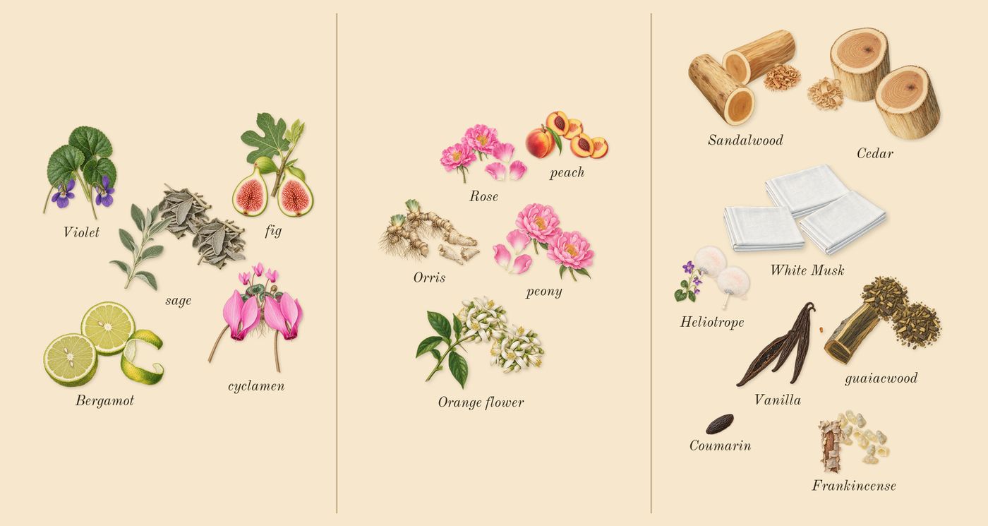 Dia Woman’s scent picture, a draft: fig, cyclamen, bergamot, sage, violet, peach drawn so far; dashed outlines where nothing is drawn yet