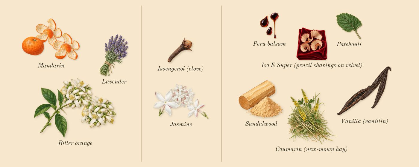 Addict’s scent picture, a draft: mandarin, bitter orange, jasmine, vanilla (vanillin), patchouli, sandalwood drawn so far; dashed outlines where nothing is drawn yet