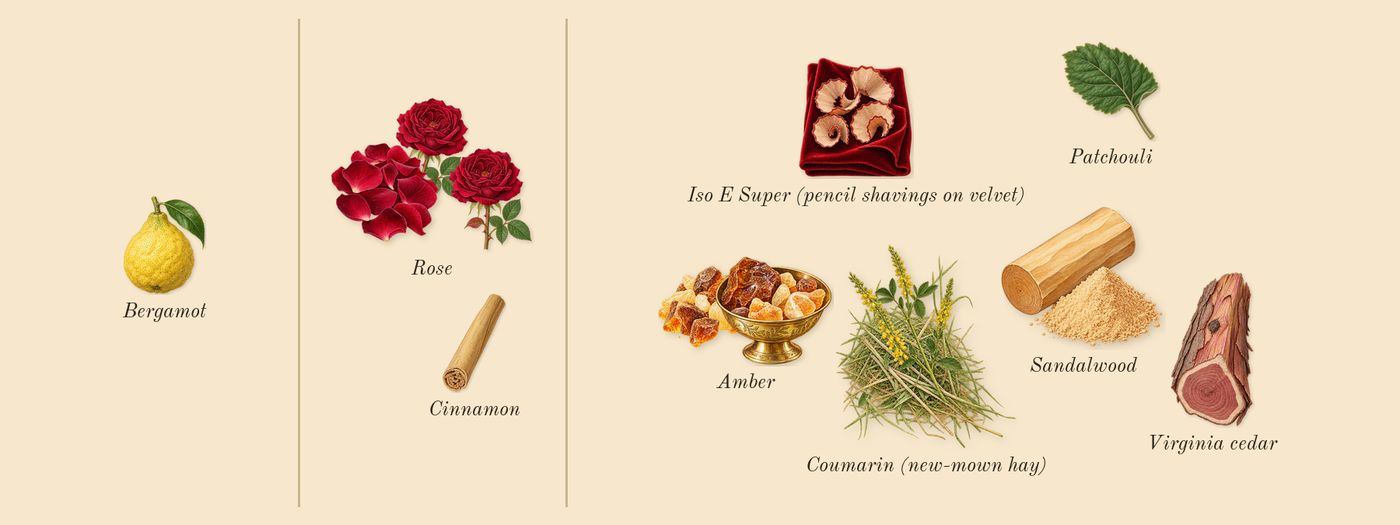 Ambre Nuit’s scent picture, a draft: amber, rose, virginia cedar, bergamot, patchouli, sandalwood drawn so far; dashed outlines where nothing is drawn yet