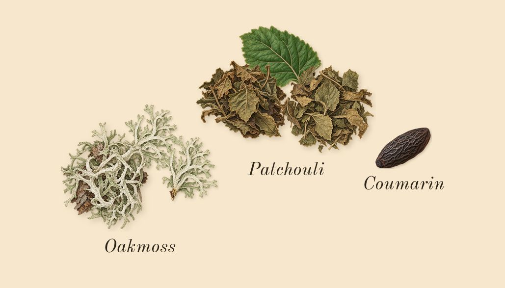 Eau Sauvage, dry-down: Oakmoss, Patchouli, Coumarin