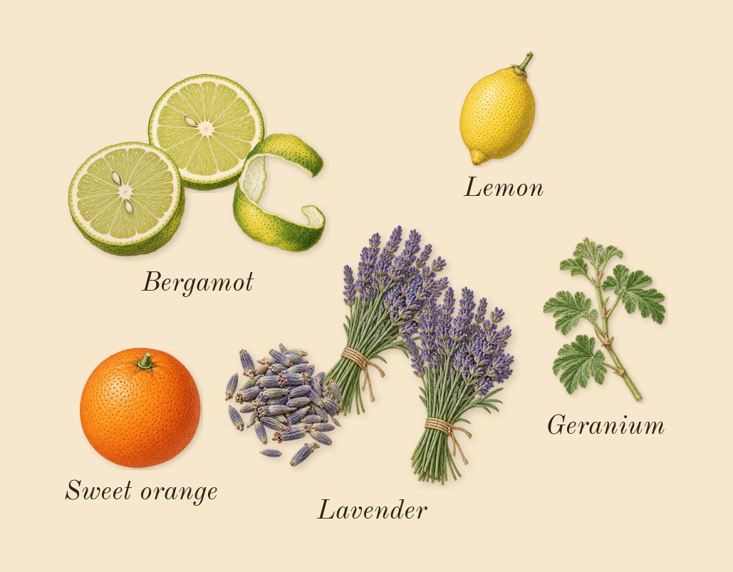 Eau Sauvage, top notes: Bergamot, Lavender, Lemon, Sweet orange, Geranium