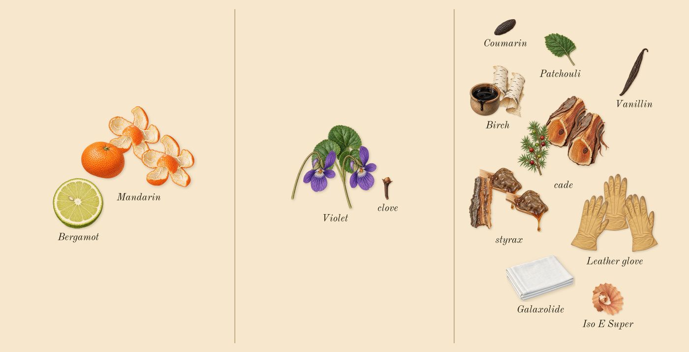 Fahrenheit’s scent picture, a draft: mandarin, violet, leather glove, birch, styrax, cade drawn so far; dashed outlines where nothing is drawn yet
