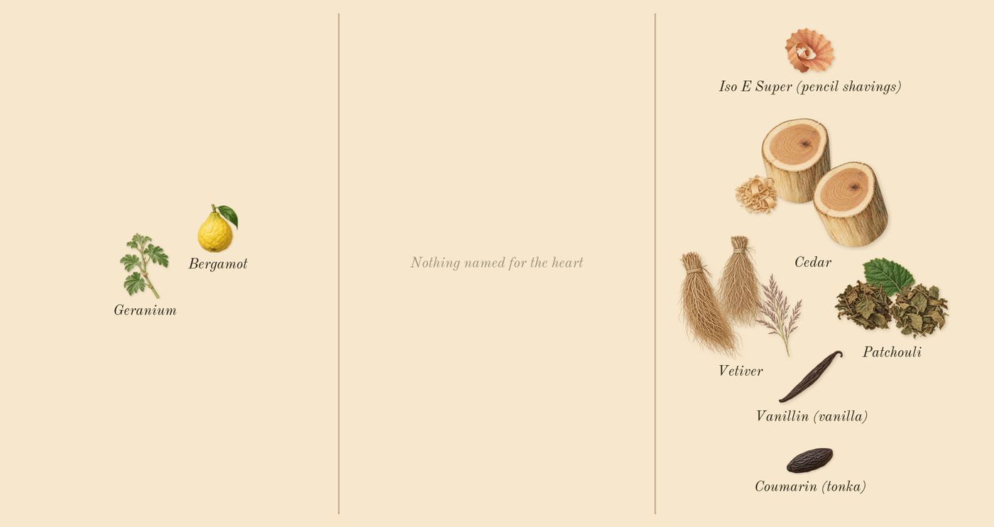 Homme’s scent picture, a draft: cedar, patchouli, vetiver, bergamot, geranium, iso e super (pencil shavings) drawn so far; dashed outlines where nothing is drawn yet