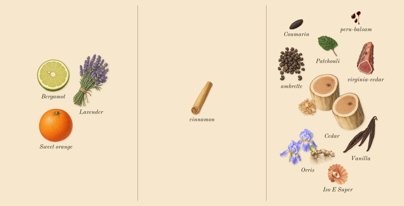 Homme Intense’s scent picture, a draft: orris, ambrette, cedar, vanilla, bergamot, virginia-cedar drawn so far; dashed outlines where nothing is drawn yet