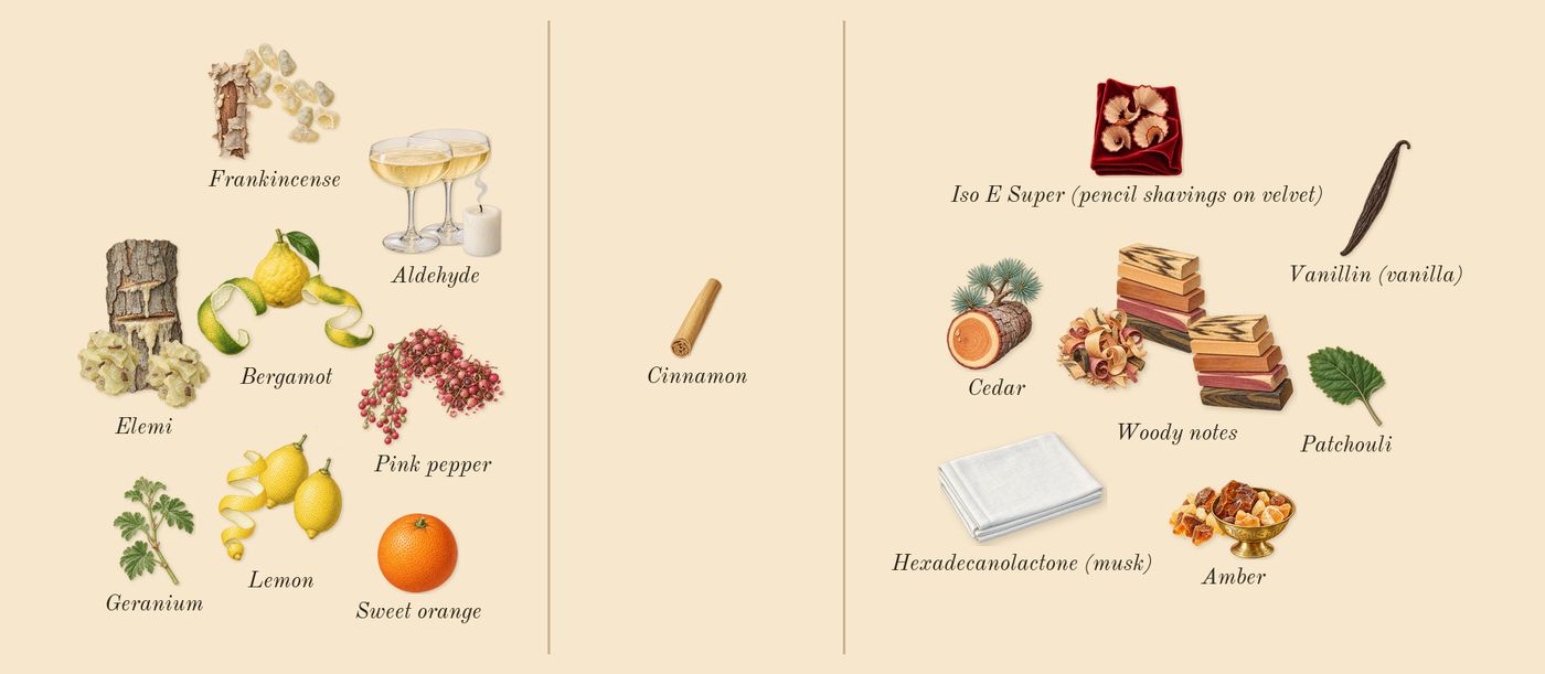 Homme Sport’s scent picture, a draft: bergamot, elemi, pink pepper, frankincense, woody notes, lemon drawn so far; dashed outlines where nothing is drawn yet