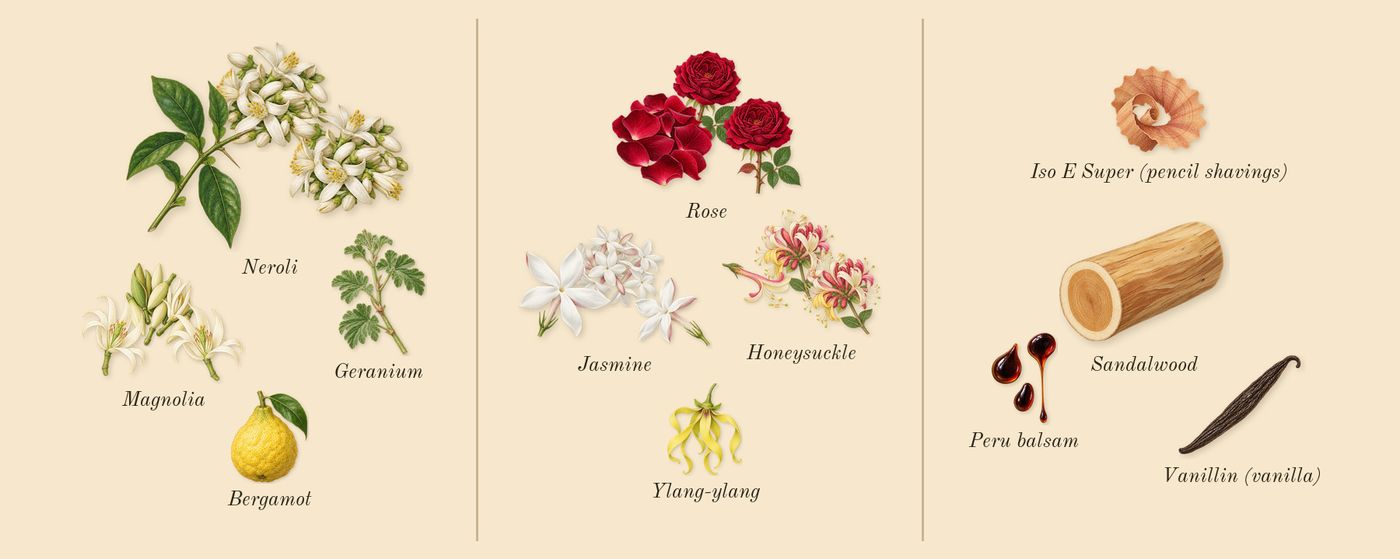 J'adore Parfum d'eau’s scent picture, a draft: neroli, jasmine, magnolia, rose, honeysuckle, bergamot drawn so far; dashed outlines where nothing is drawn yet