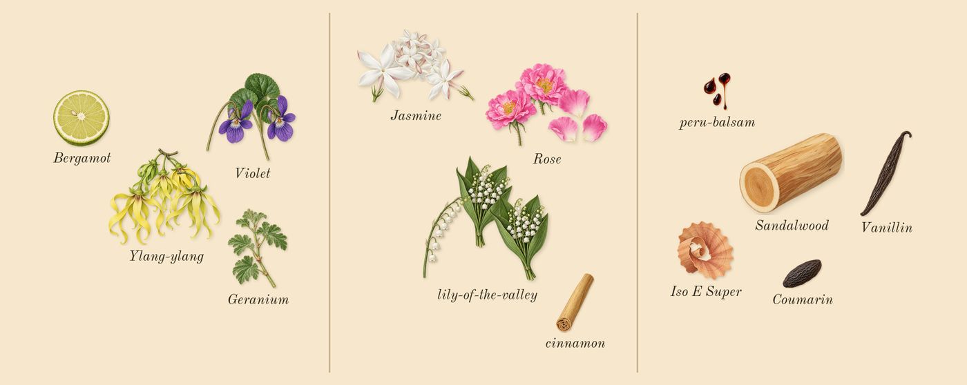 J'adore’s scent picture, a draft: ylang-ylang, rose, jasmine, violet, lily-of-the-valley, bergamot drawn so far; dashed outlines where nothing is drawn yet