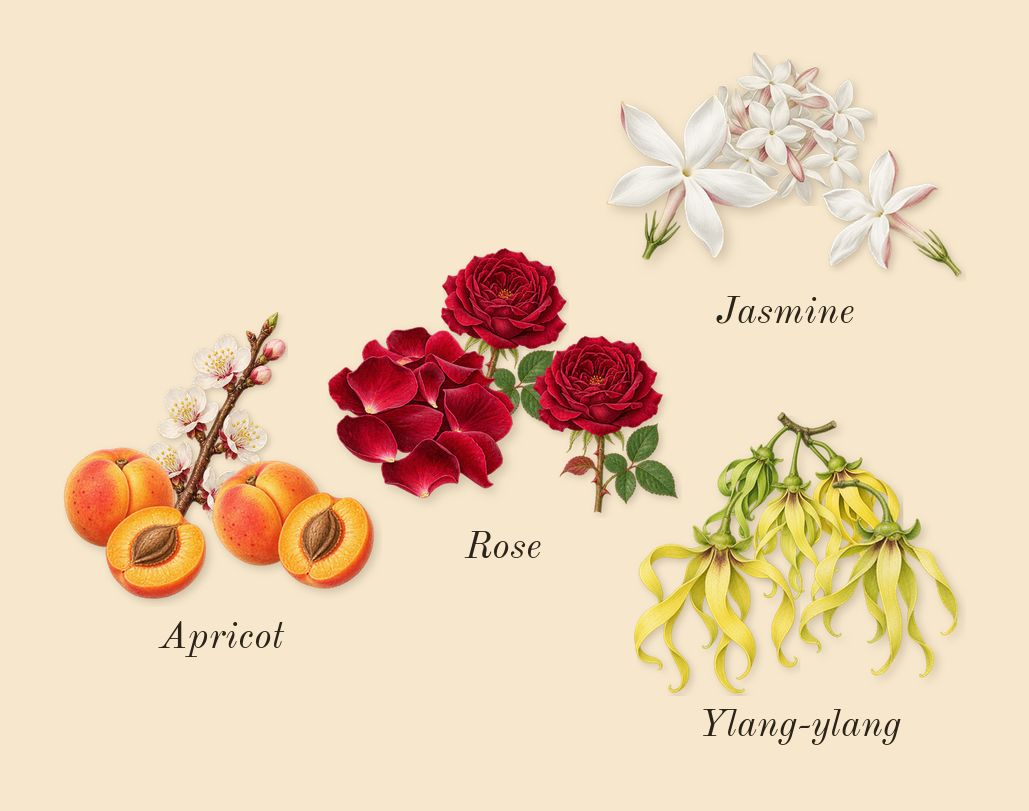 J'adore Intense, heart: Jasmine, Rose, Ylang-ylang, Apricot
