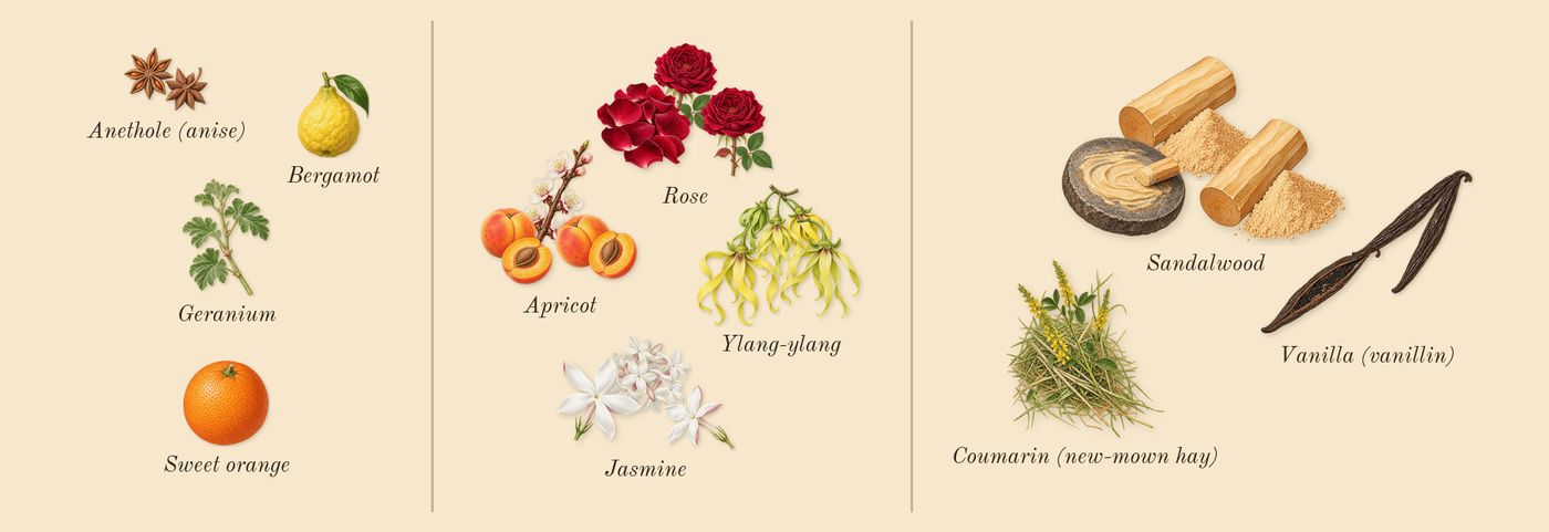 J'adore Intense’s scent picture, a draft: sandalwood, vanilla (vanillin), jasmine, rose, ylang-ylang, apricot drawn so far; dashed outlines where nothing is drawn yet