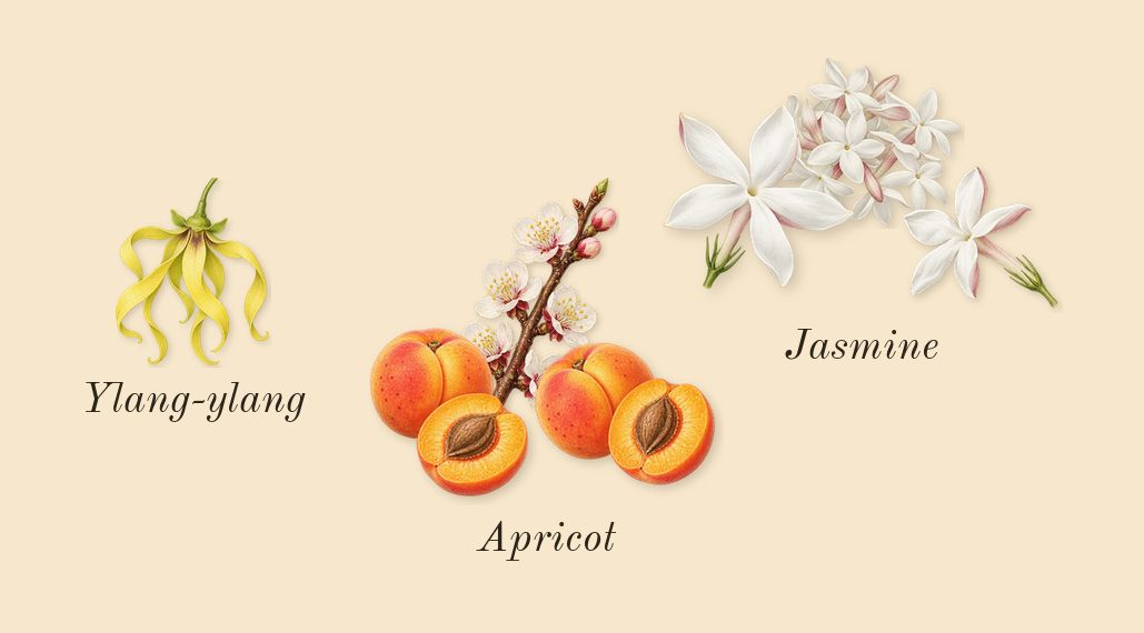 Jasmin des Anges, heart: Jasmine, Apricot, Ylang-ylang