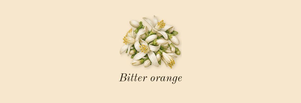 Jasmin des Anges, top notes: Bitter orange