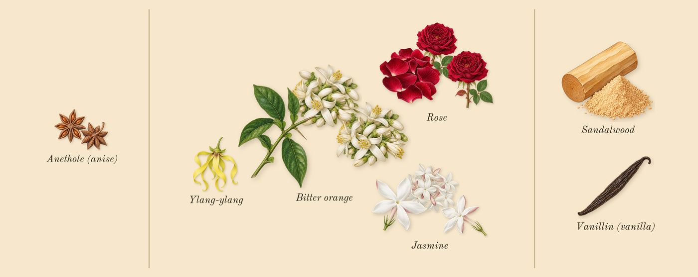 L'Or de J'adore’s scent picture, a draft: bitter orange, jasmine, rose, ylang-ylang, sandalwood, vanillin (vanilla) drawn so far; dashed outlines where nothing is drawn yet