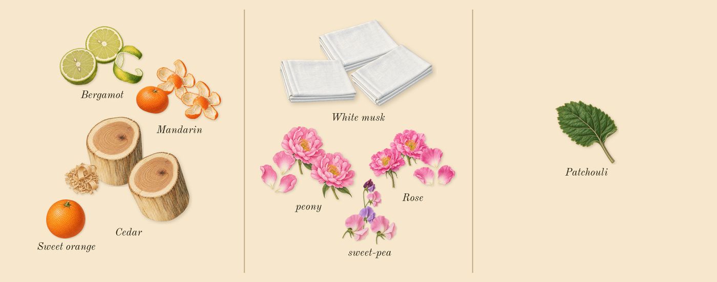 Miss Dior Blooming Bouquet’s scent picture, a draft: bergamot, rose, peony, white musk, cedar, sweet-pea drawn so far; dashed outlines where nothing is drawn yet