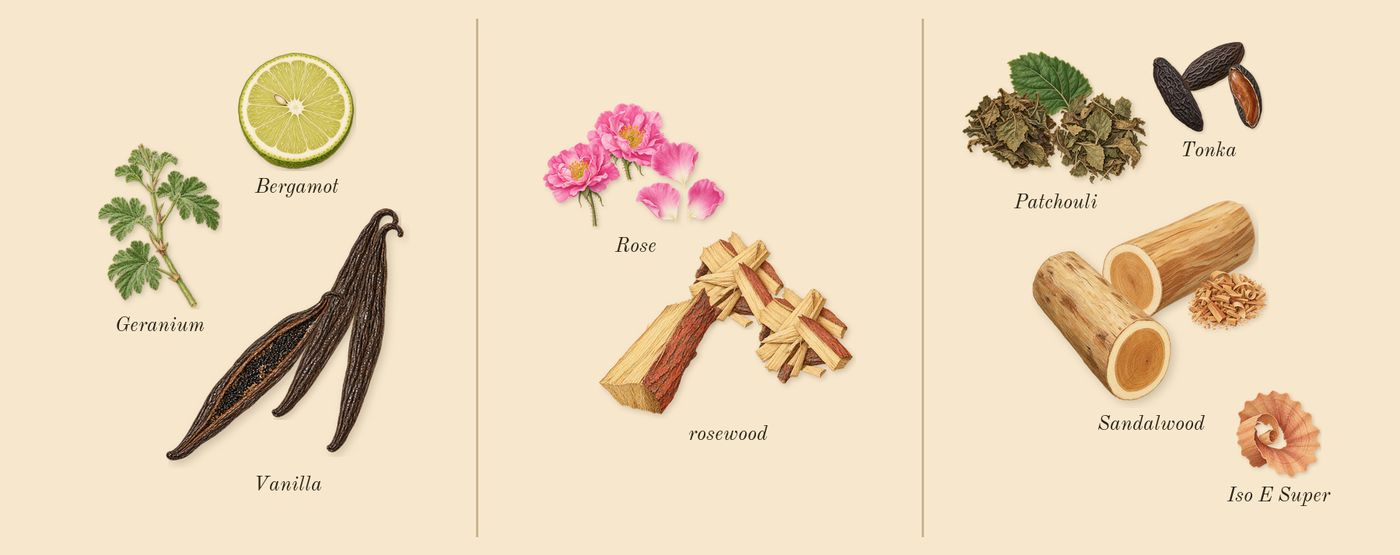 Miss Dior’s scent picture, a draft: rose, sandalwood, patchouli, rosewood, vanilla, tonka drawn so far; dashed outlines where nothing is drawn yet