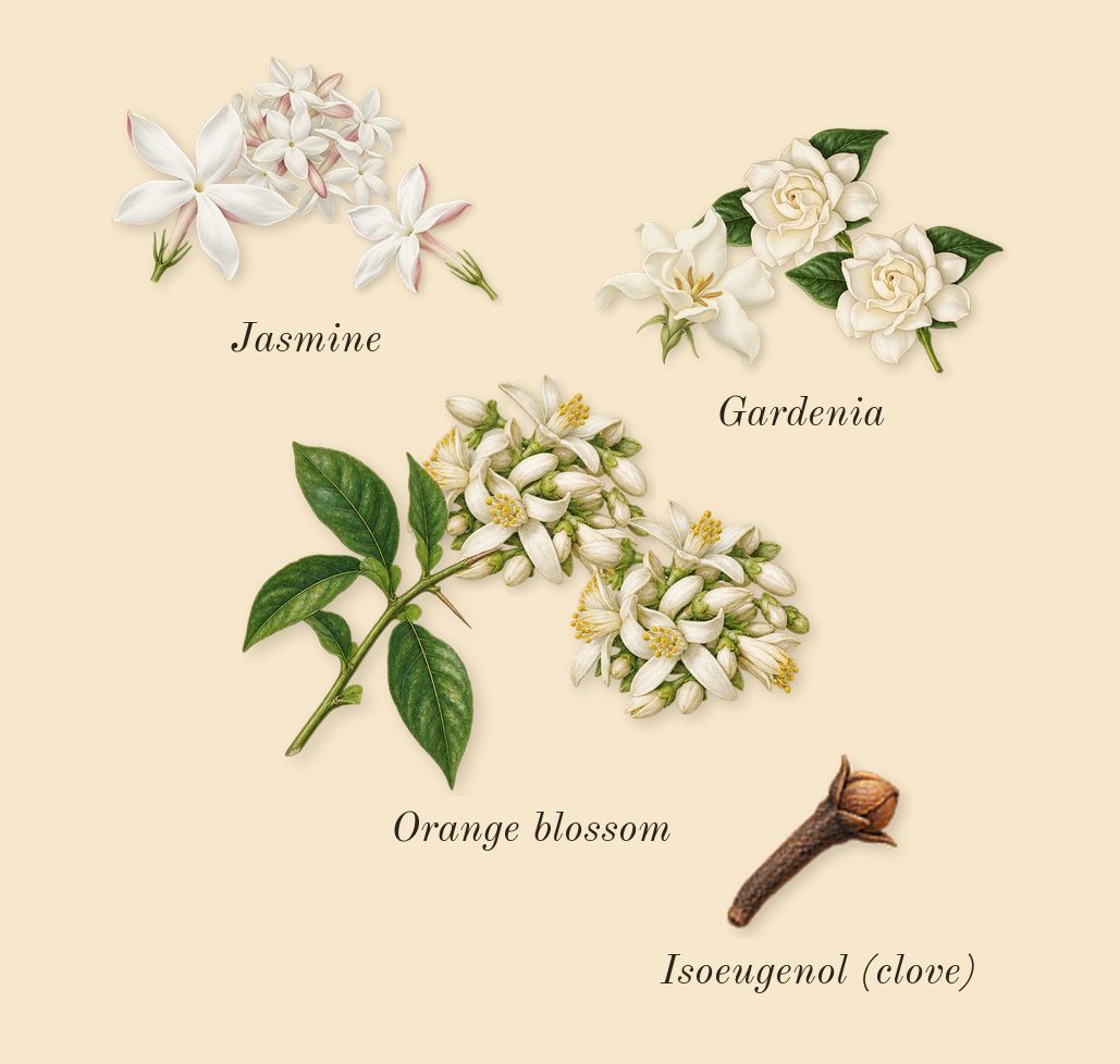 Pure Poison, heart: Orange blossom, Jasmine, Gardenia, Isoeugenol (clove)