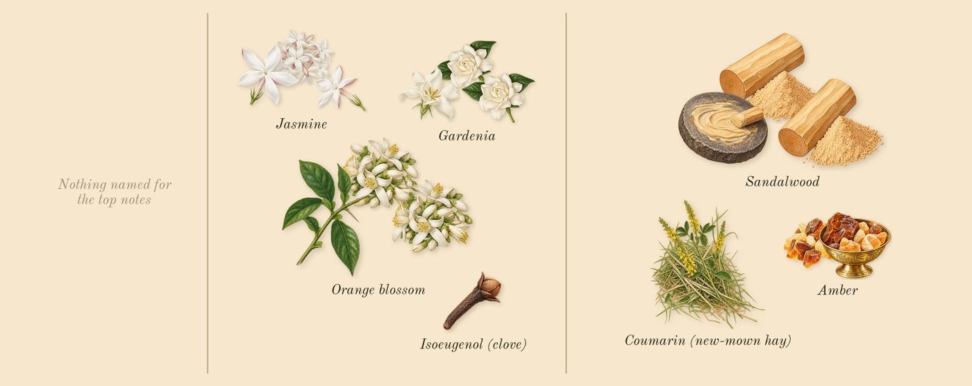Pure Poison’s scent picture, a draft: orange blossom, jasmine, gardenia, amber, sandalwood, coumarin (new-mown hay) drawn so far; dashed outlines where nothing is drawn yet