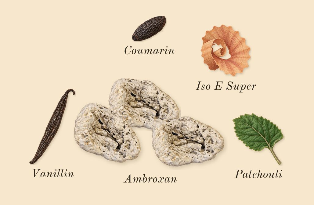 Sauvage, dry-down: Ambroxan, Patchouli, Iso E Super, Coumarin, Vanillin
