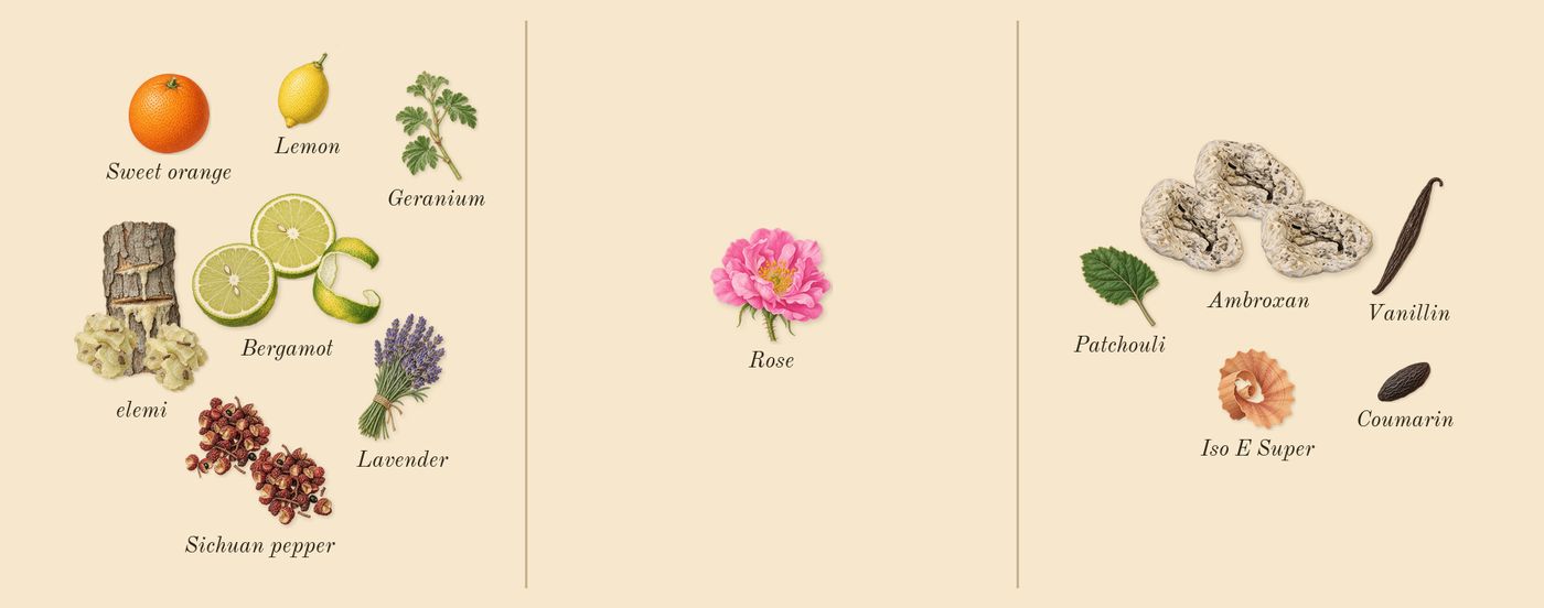 Sauvage’s scent picture, a draft: bergamot, ambroxan, elemi, sichuan pepper, patchouli, lemon drawn so far; dashed outlines where nothing is drawn yet