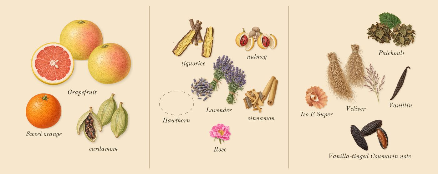 Sauvage’s scent picture, a draft: grapefruit, lavender, cinnamon, nutmeg, cardamom, vanilla-tinged coumarin note drawn so far; dashed outlines where nothing is drawn yet