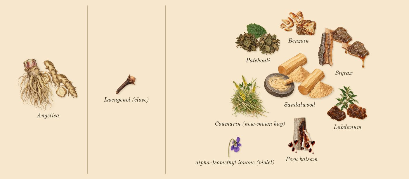 Benjoin Bohème’s scent picture, a draft: benzoin, peru balsam, labdanum, patchouli, angelica, sandalwood drawn so far; dashed outlines where nothing is drawn yet