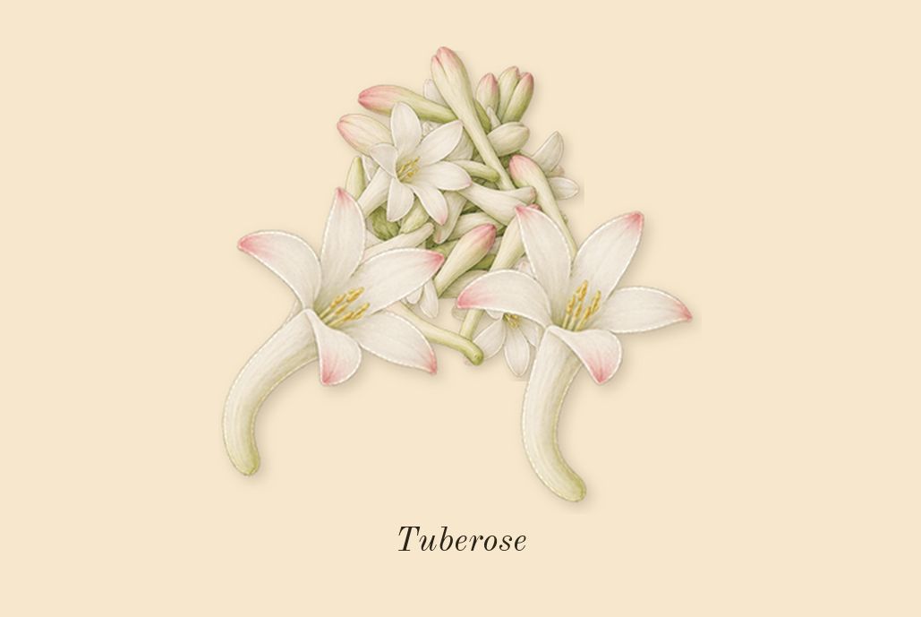 Do Son, dry-down: Tuberose