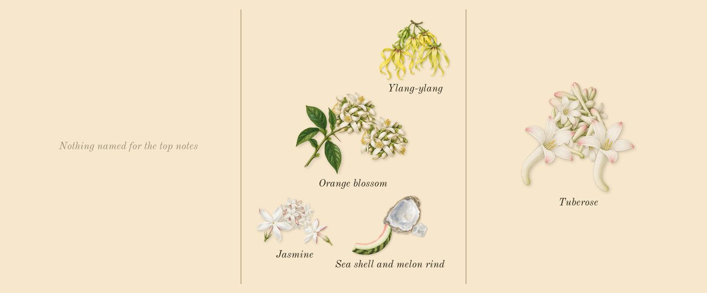 Do Son’s scent picture, a draft: tuberose, orange blossom, jasmine, sea shell and melon rind, ylang-ylang drawn so far; dashed outlines where nothing is drawn yet
