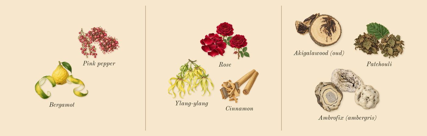 Eau Capitale’s scent picture, a draft: rose, bergamot, patchouli, pink pepper, ylang-ylang, cinnamon drawn so far; dashed outlines where nothing is drawn yet