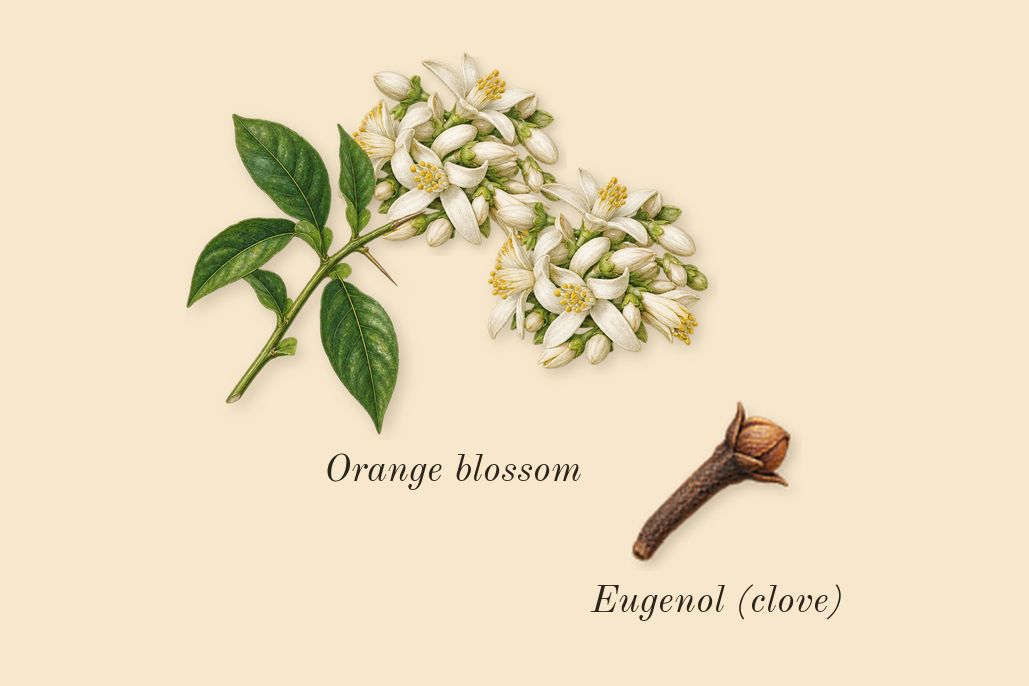 Eau des Sens, heart: Orange blossom, Eugenol (clove)