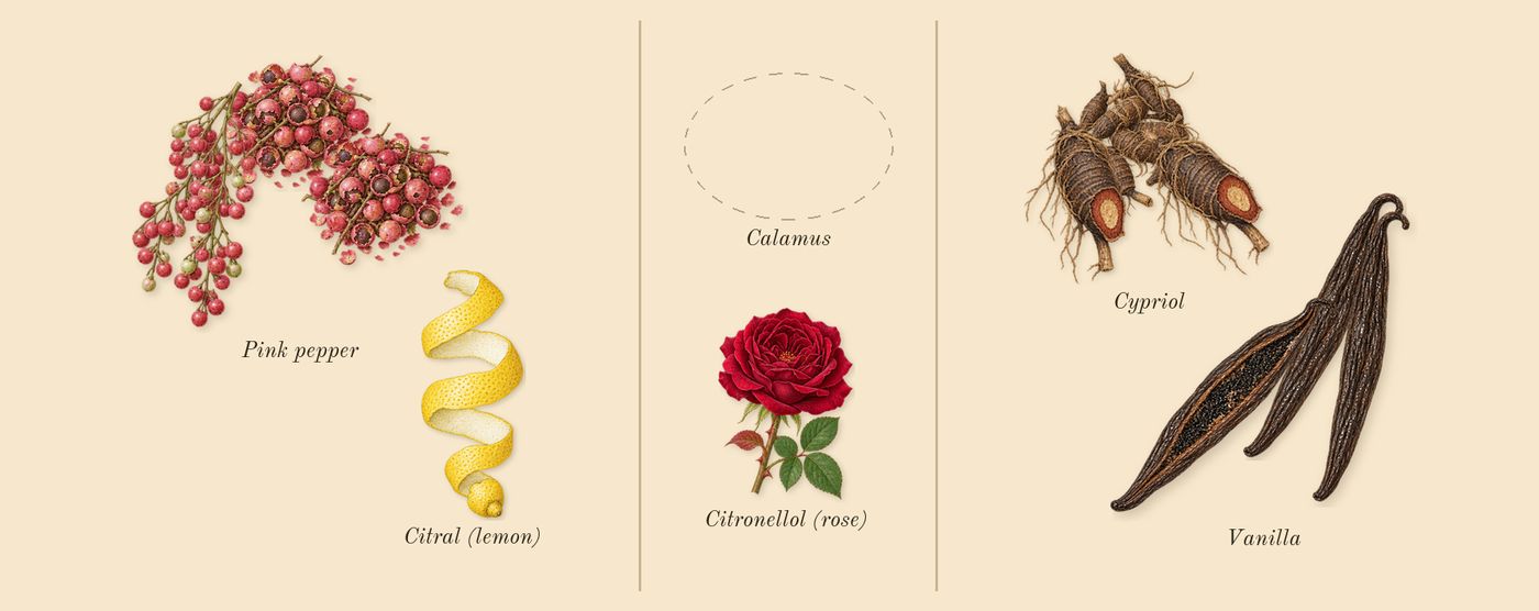 Eau Duelle’s scent picture, a draft: vanilla, pink pepper, cypriol, citral (lemon), citronellol (rose) drawn so far; dashed outlines where nothing is drawn yet