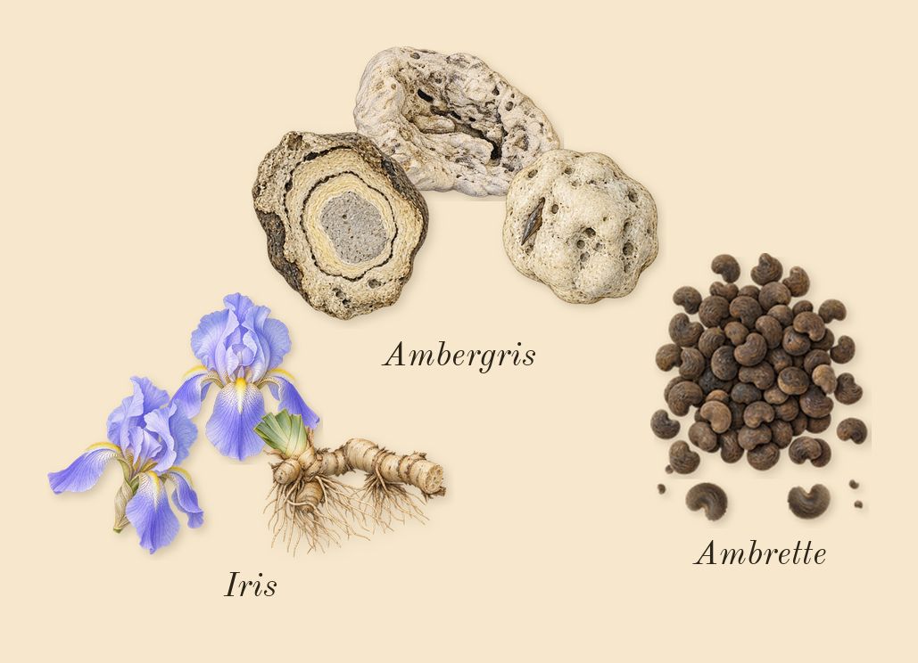 Fleur de Peau, dry-down: Iris, Ambrette, Ambergris