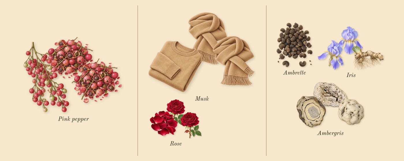 Fleur de Peau’s scent picture, a draft: musk, iris, ambrette, pink pepper, rose, ambergris drawn so far; dashed outlines where nothing is drawn yet
