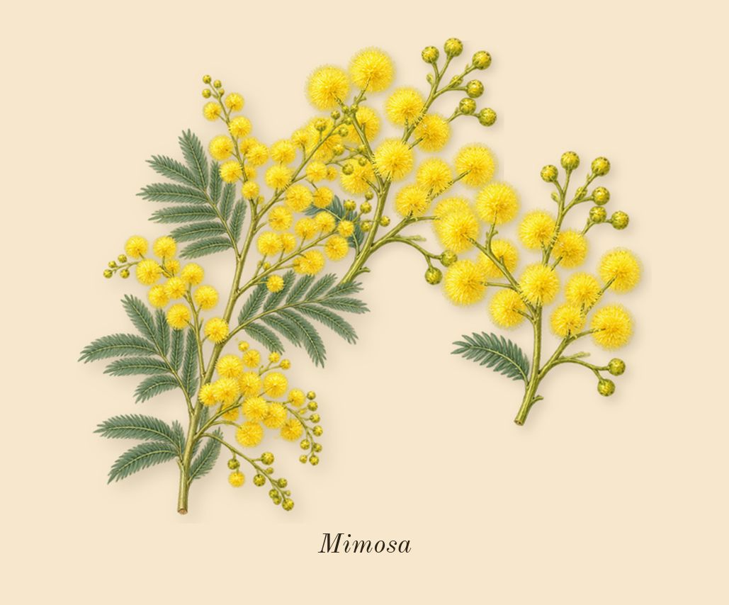 L'Eau Papier, dry-down: Mimosa