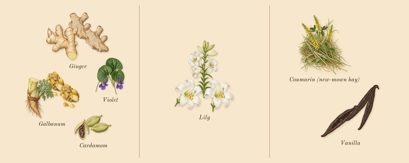 Lilyphéa’s scent picture, a draft: cardamom, violet, vanilla, lily, galbanum, ginger drawn so far; dashed outlines where nothing is drawn yet