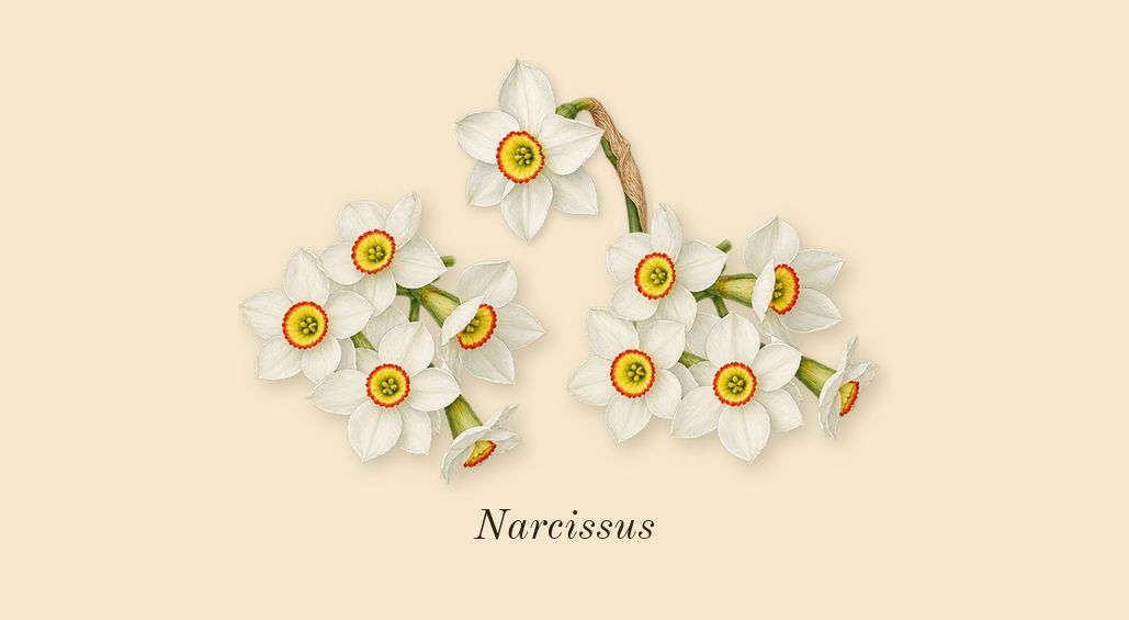 Olène, dry-down: Narcissus