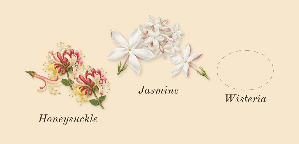 Olène, heart: Wisteria, Honeysuckle, Jasmine