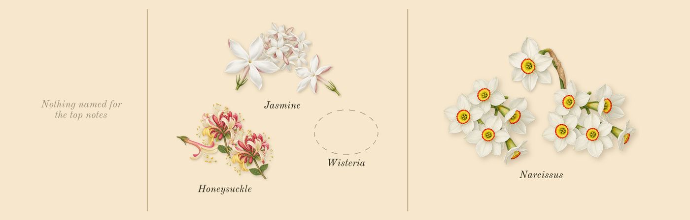 Olène’s scent picture, a draft: honeysuckle, jasmine, narcissus drawn so far; dashed outlines where nothing is drawn yet