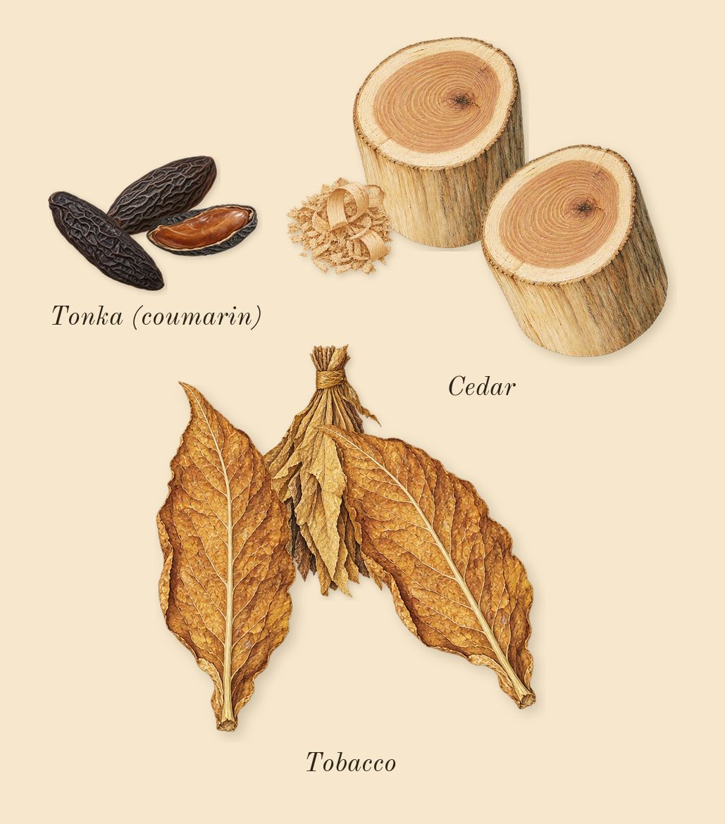 Orphéon, dry-down: Cedar, Tonka (coumarin), Tobacco