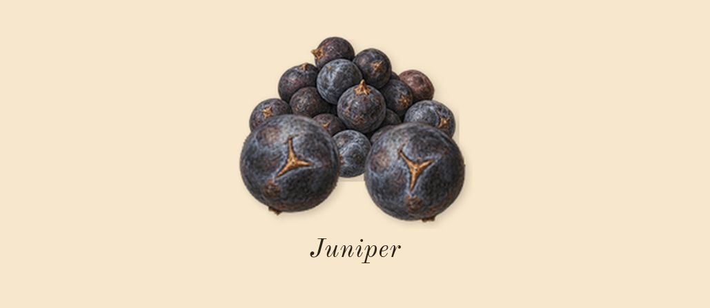 Orphéon, top notes: Juniper