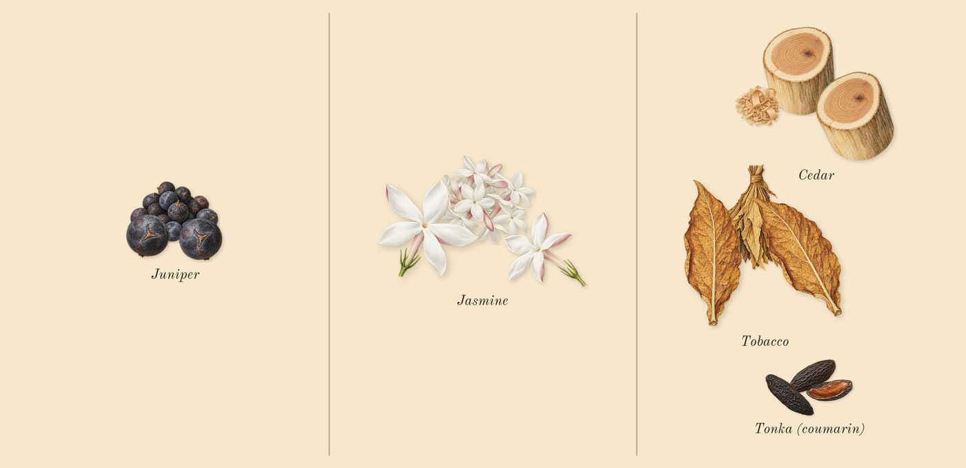 Orphéon’s scent picture, a draft: juniper, cedar, tonka (coumarin), jasmine, tobacco drawn so far; dashed outlines where nothing is drawn yet