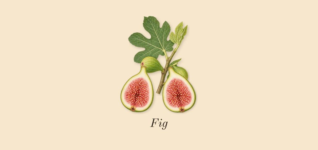 Philosykos, heart: Fig