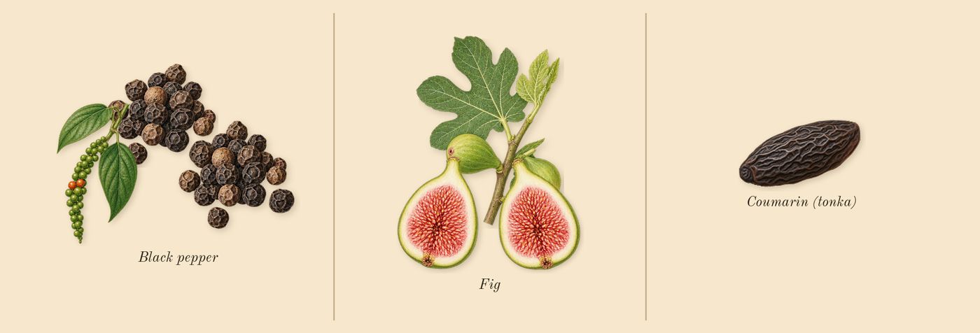 Philosykos’s scent picture, a draft: fig, black pepper, coumarin (tonka) drawn so far; dashed outlines where nothing is drawn yet