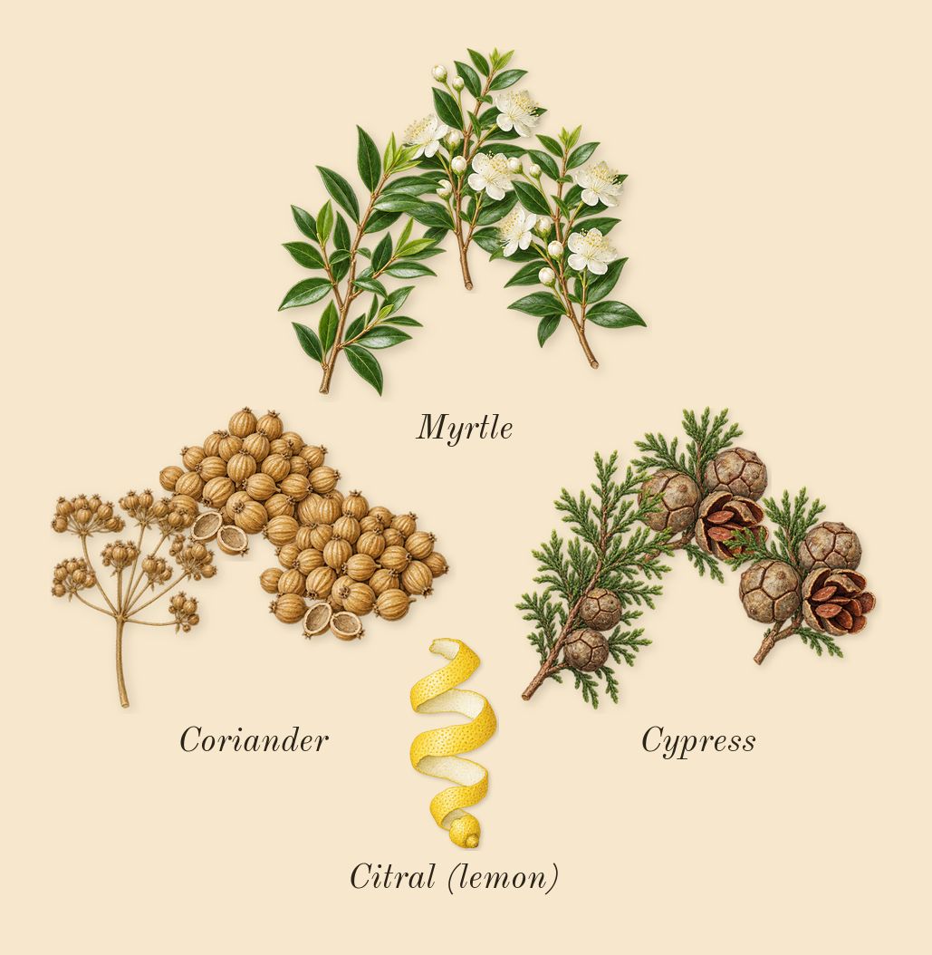 Tam Dao, top notes: Cypress, Coriander, Myrtle, Citral (lemon)